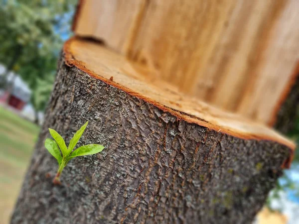 Neue Blätter Einem Geschnittenen Baum Laub Auf Einem Baumstamm — Stockfoto