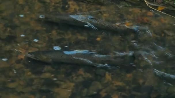 Salmon Bertelur Sungai Latvia Dangkal Fokus Lembut Pada Ikan — Stok Video