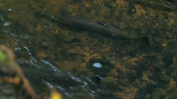 Lachse Laichen Flachen Lettischen Flüssen Sanfter Fokus Auf Fisch — Stockvideo