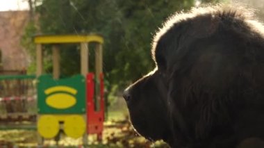 Bir Newfoundland köpeği oturuyor ve sahibini bekliyor.