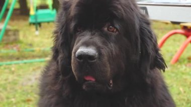 Bir Newfoundland köpeği oturuyor ve sahibini bekliyor.