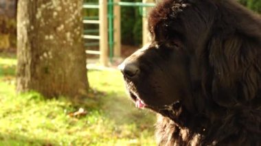 Bir Newfoundland köpeği oturuyor ve sahibini bekliyor.