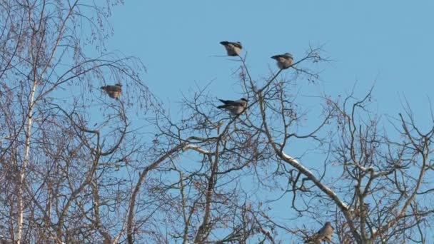 一只乌鸦在蓝天的背景下栖息在树枝上 — 图库视频影像