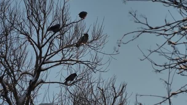 Ворона Зимой Сидит Ветке Дерева Голубом Фоне Неба — стоковое видео