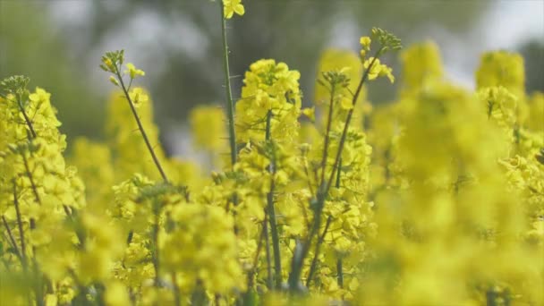 Kwitnącym Polu Rzepaku Kwiaty Rzepaku Żółte Słońca Hodowca Hoduje Rzepak — Wideo stockowe