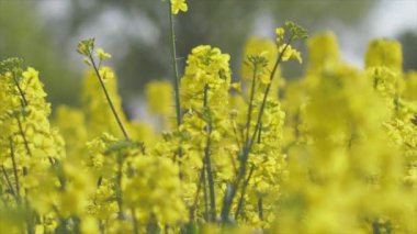 Çiçekli bir ırz tohumu tarlasında. Kolza çiçekleri sarıdan güneşe. Çiftçi yağ tohumlu tecavüz yetiştiriyor. Hareketi Durdur