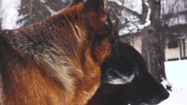 Köpek kışın dışarıda yürür. Köpek kışın sahibini bekliyor.