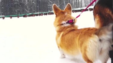 Corgi köpeği kışın dışarı çıkar. Köpek kışın sahibini bekliyor.