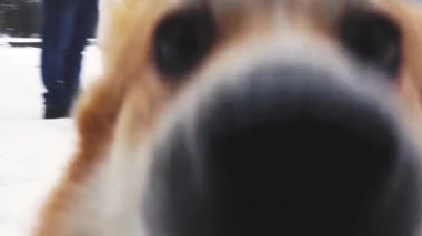 Corgi köpeği kışın dışarı çıkar. Köpek kışın sahibini bekliyor.