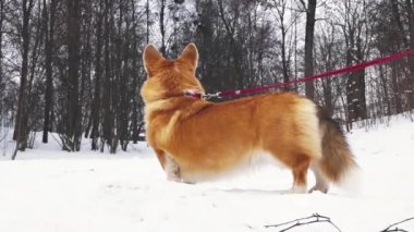 Corgi köpeği kışın dışarı çıkar. Köpek kışın sahibini bekliyor.