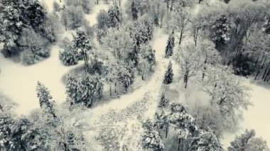 İnsansız hava aracından kış görüntüsü. Güzel kar kaplı ağaçlar. İnsanlar orman yolunda kayak yapıyor.