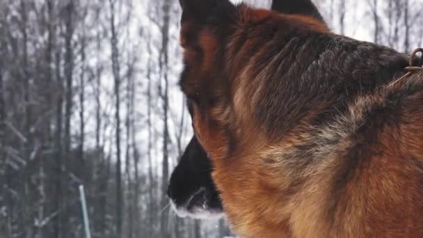 犬は冬に外を歩く 犬は冬の時間に所有者を待っている — ストック動画