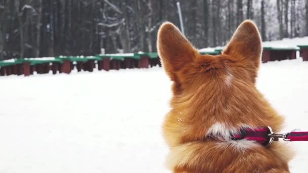 Corgi Dog Walks Winter Dog Waiting Its Owner Winter — Stock Video