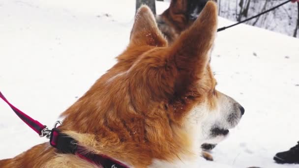 Cachorro Corgi Caminha Fora Inverno Cão Está Esperando Por Seu — Vídeo de Stock