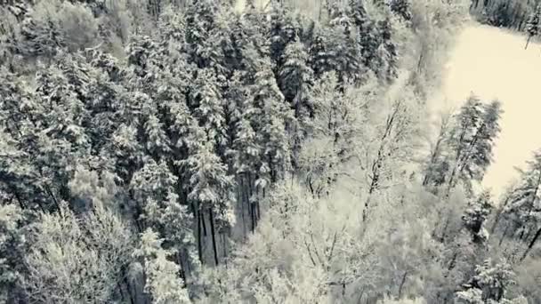 ドローンからの冬の景色 美しい雪に覆われた木々 人々は森のコースでスキーをしている — ストック動画