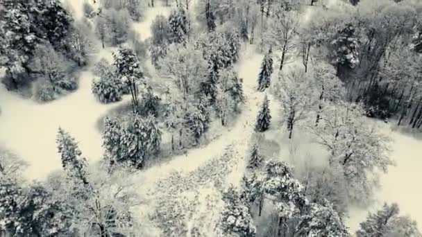 Зимний Вид Беспилотника Красивые Заснеженные Деревья Люди Катаются Лыжах Лесной — стоковое видео