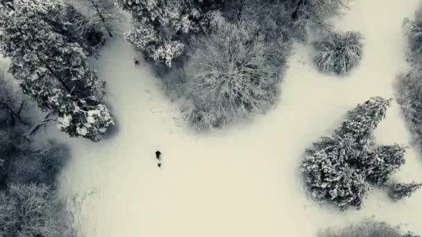 Téli Kilátás Egy Drónról Gyönyörű Havas Fák Emberek Egy Erdei — Stock videók