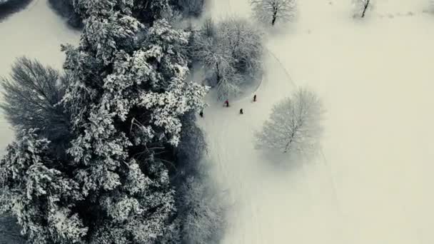 ドローンからの冬の景色 美しい雪に覆われた木々 人々は森のコースでスキーをしている — ストック動画