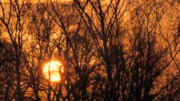 Wschód Słońca Gałęziami Drzew Słońce Wzejdzie Żółte Niebo Dramatyczne Niebo — Wideo stockowe