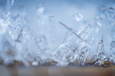 Ağaç dallarındaki buz kristalleri. Bir dala buz iğneleri. Dalı kaplayan buz kristalleri. Kristalize bir ağaç dalı. Güzel kış şablonları kar tanelerinin buz kristalleri kepekli çam iğneleri üzerinde