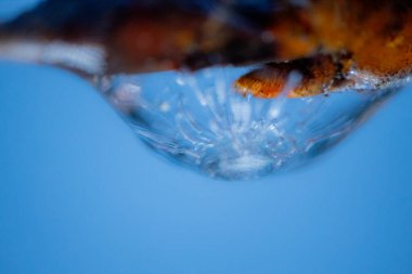 Ağaç dallarındaki buz kristalleri. Bir dala buz iğneleri. Dalı kaplayan buz kristalleri. Kristalize bir ağaç dalı. Güzel kış şablonları kar tanelerinin buz kristalleri kepekli çam iğneleri üzerinde