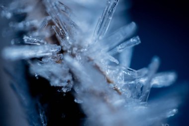 Ağaç dallarındaki buz kristalleri. Bir dala buz iğneleri. Dalı kaplayan buz kristalleri. Kristalize bir ağaç dalı. Güzel kış şablonları kar tanelerinin buz kristalleri kepekli çam iğneleri üzerinde