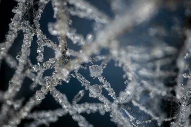 Örümcek ağında buz kristalleri. Ağda buz iğneleri var. Örümcek ağını kaplayan buz kristalleri. Kristalize örümcek ipliği. Donmuş ağ üzerinde kar tanesi buz kristalleri ile güzel bir kış deseni.