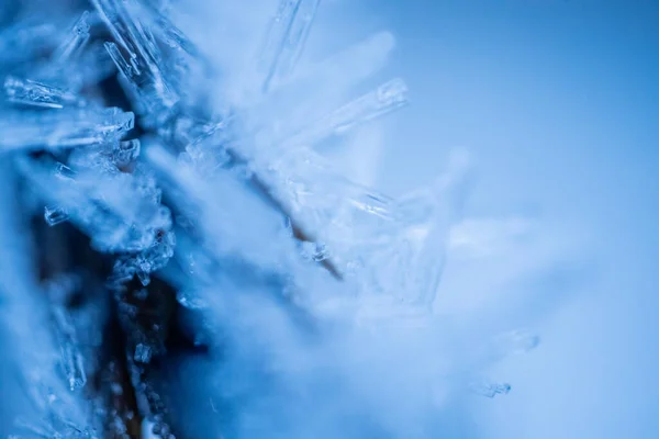 Ağaç dallarındaki buz kristalleri. Bir dala buz iğneleri. Dalı kaplayan buz kristalleri. Kristalize bir ağaç dalı. Güzel kış şablonları kar tanelerinin buz kristalleri kepekli çam iğneleri üzerinde