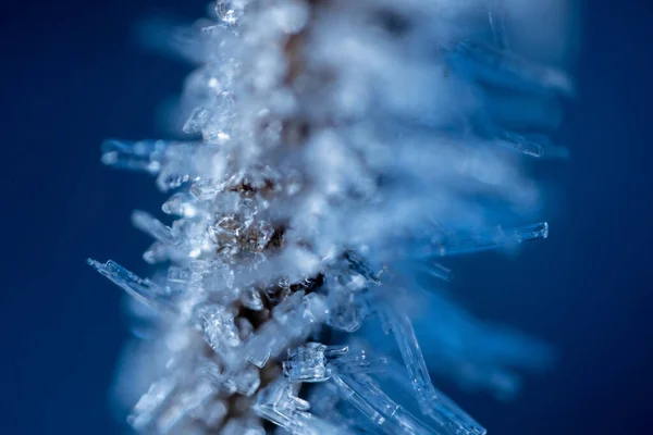 Ice crystals on tree branches. Ice needles on a branch. Frost crystals covering the branch. A crystallized tree branch. Beautiful winter pattern of ice crystals of snowflakes on pine needles on a bran