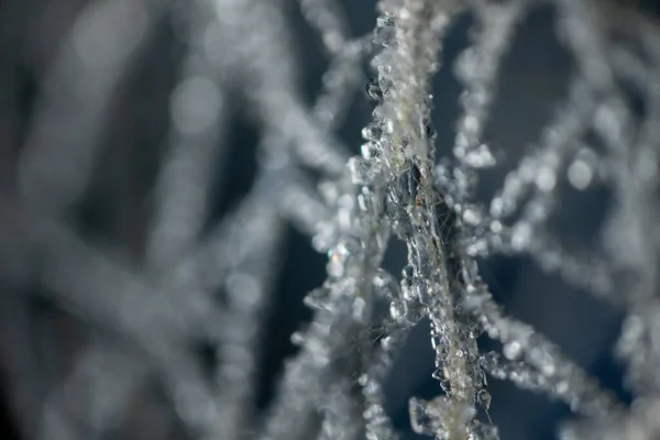 Ice crystals on a spider web. Ice needles on the net. Frost crystals covering the spider web. Crystallized spider thread. Beautiful winter pattern with snowflake ice crystals on frozen net close-up on