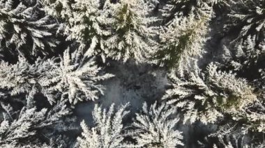 Searching for people in the forest in winter. Spruce tops from above. Snowy fir trees from a drone. Beautiful winter in the spruce forest.