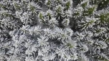 Searching for people in the forest in winter. Spruce tops from above. Snowy fir trees from a drone. Beautiful winter in the spruce forest.