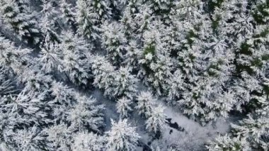 Spruce tops from above. Snowy fir trees from a drone. Beautiful winter in the spruce forest. Searching for people in the forest in winter