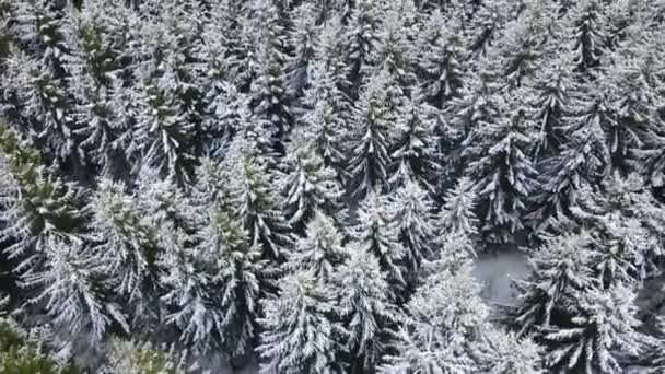 Spruce Tops Snowy Fir Trees Drone Beautiful Winter Spruce Forest — Video