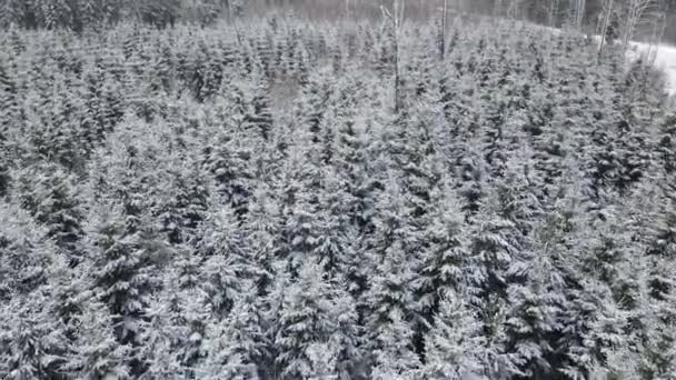 Spruce Tops Snowy Fir Trees Drone Beautiful Winter Spruce Forest — Stock video