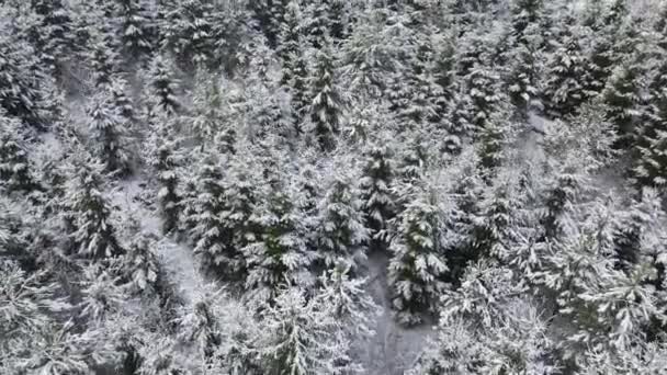 Spruce Tops Snowy Fir Trees Drone Beautiful Winter Spruce Forest — Stock videók