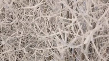 Snow on tree branches. Frost on the trees. Global freezing in nature
