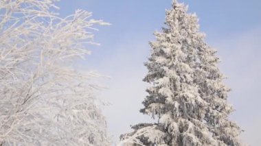 Snow on tree branches. Frost on the trees. Global freezing in nature