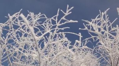 Snow on tree branches. Frost on the trees. Global freezing in nature