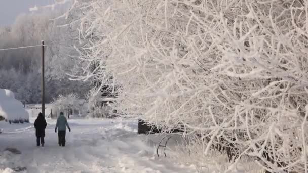 Снег Ветвях Деревьев Мороз Деревьях Глобальное Замерзание — стоковое видео