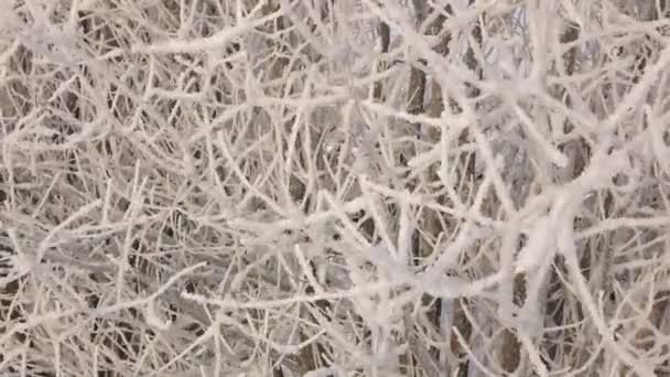 Snow Tree Branches Frost Trees Global Freezing Nature — Video Stock