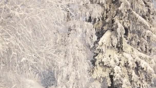 Snow Tree Branches Frost Trees Global Freezing Nature — Stockvideo
