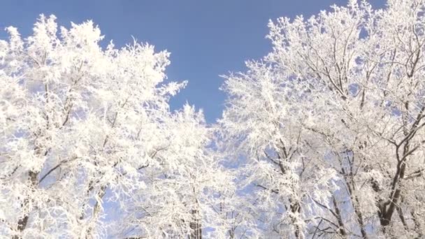 Snow Tree Branches Frost Trees Global Freezing Nature — Video Stock