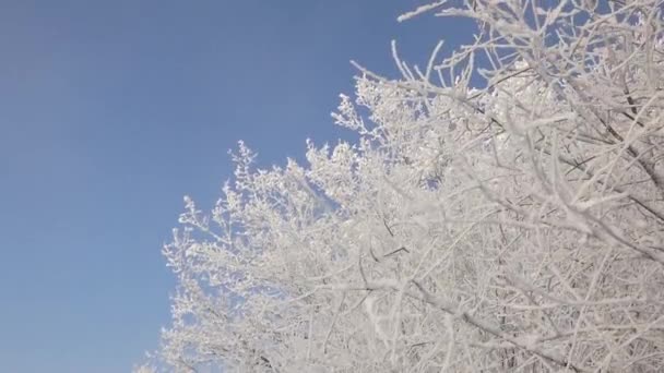 Snow Tree Branches Frost Trees Global Freezing Nature — Stock videók