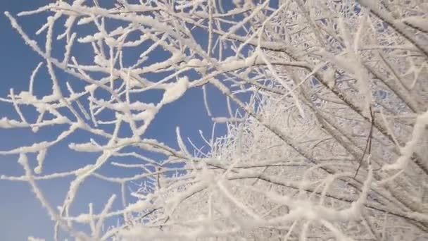 Snow Tree Branches Frost Trees Global Freezing Nature — Video