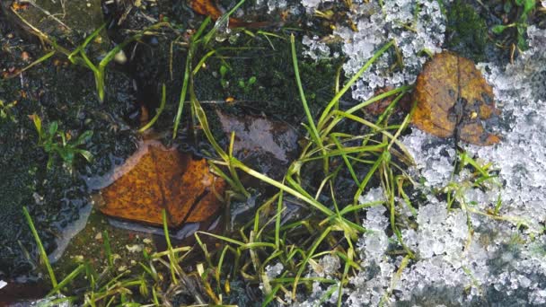Wassertropfen Fallen Auf Ein Herbstblatt Schnee Mit Herbstblättern Schmelzen — Stockvideo