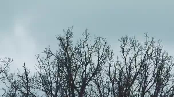 Silný Vítr Hýbe Větvemi Stromů Špatné Počasí Přírodě Poryvy Větru — Stock video