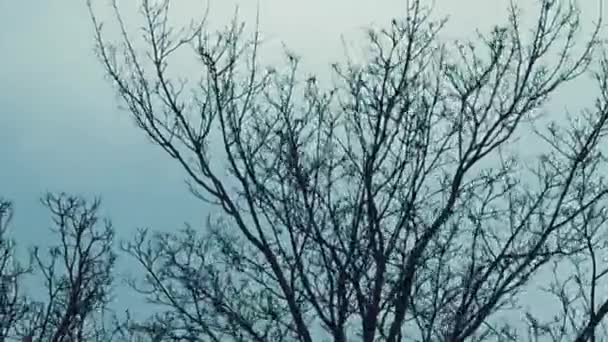 Erős Szél Mozgatja Faágakat Rossz Idő Természetben Széllökések Törik Faágakat — Stock videók