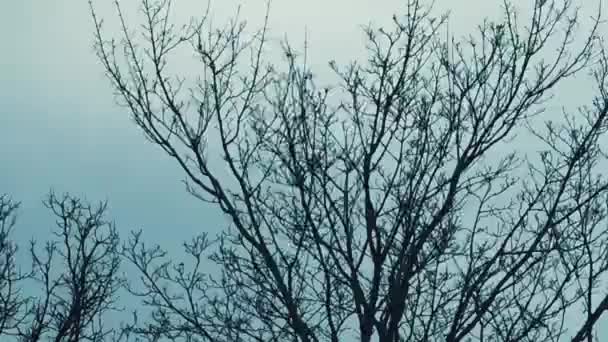 Silny Wiatr Porusza Gałęzie Drzew Zła Pogoda Naturze Pęknięcia Gałęzi — Wideo stockowe