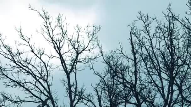 Fuerte Viento Mueve Las Ramas Los Árboles Mal Tiempo Naturaleza — Vídeos de Stock